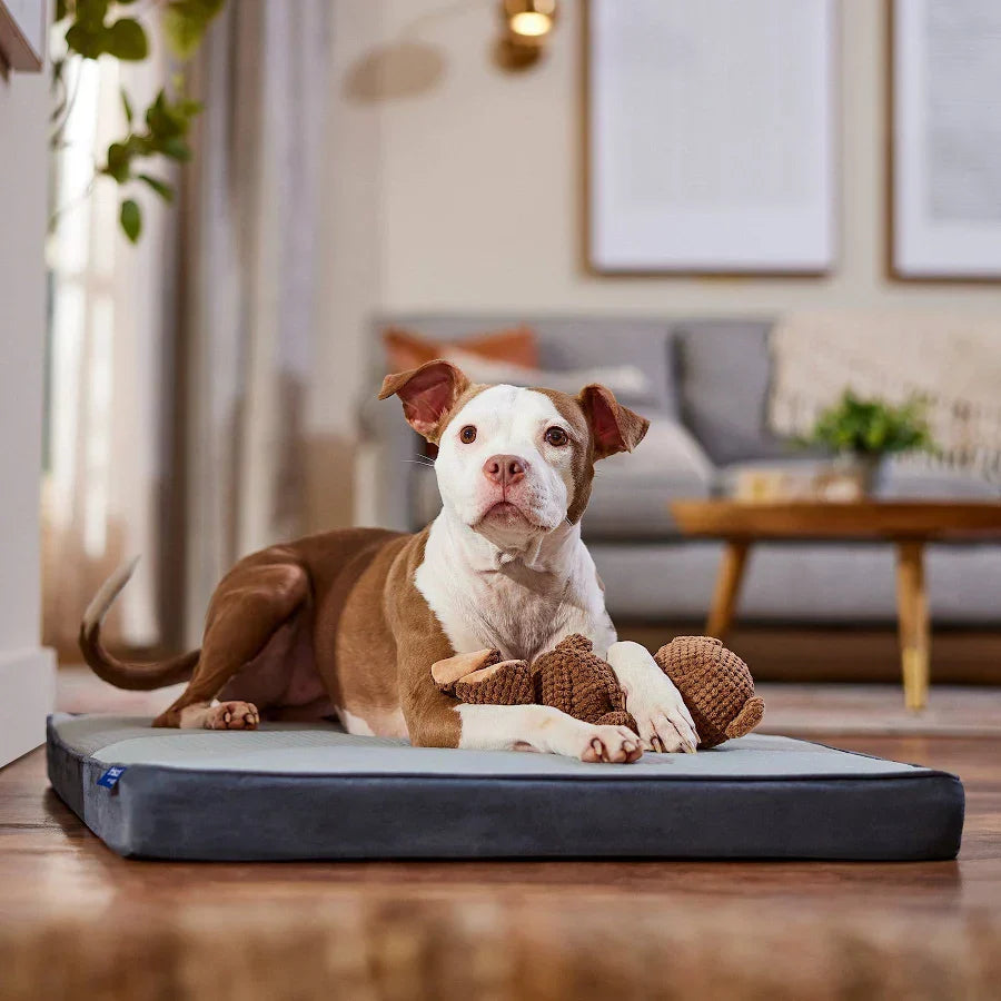 Top 20 Best Dog Beds in the USA (2026 Guide)