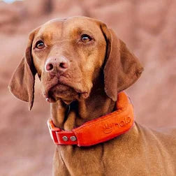 Luxury Pet Collars & Leashes