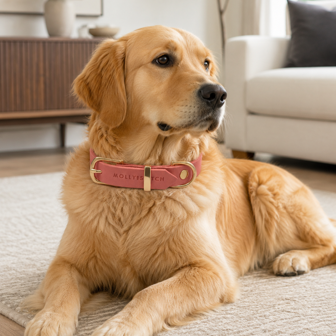 Butter Leather Collar - Coral